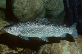 Image result for Oncorhynchus tshawytscha