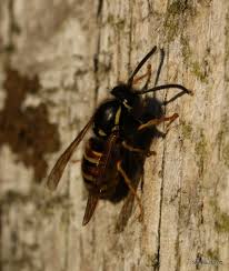 Attēlu rezultāti vaicājumam “Vespula rufa”