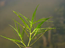 Attēlu rezultāti vaicājumam “Najas minor leaf”