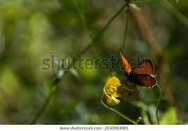 Attēlu rezultāti vaicājumam “Lycaena virgaureae”