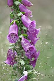 Image result for Fingerhut rot