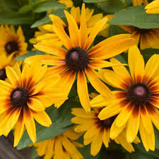 Image result for Rudbeckia Paradisio