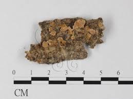 Attēlu rezultāti vaicājumam “Aleurodiscus amorphus”