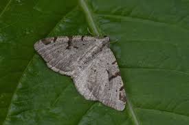 Attēlu rezultāti vaicājumam “Macaria wauaria”