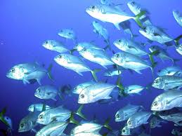 Image result for Caranx latus