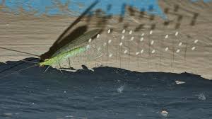 Attēlu rezultāti vaicājumam “Chrysopa eggs”