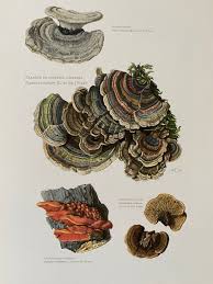 Attēlu rezultāti vaicājumam “Trametes”