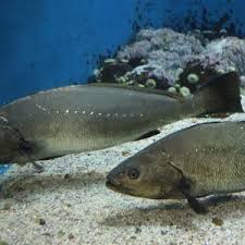Image result for Argyrosomus inodorus
