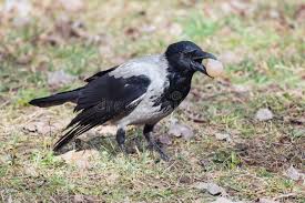 Attēlu rezultāti vaicājumam “Corvus cornix”