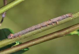 Attēlu rezultāti vaicājumam “Catocala pacta”