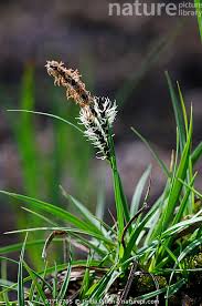 Attēlu rezultāti vaicājumam “Carex caryophyllea flower”