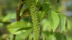 Attēlu rezultāti vaicājumam “Pterocarya fraxinifolia flower”