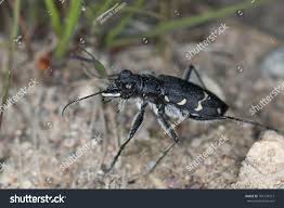 Attēlu rezultāti vaicājumam “Cicindela sylvatica”