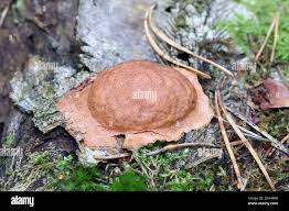 Attēlu rezultāti vaicājumam “Fuligo leviderma plasmodium”