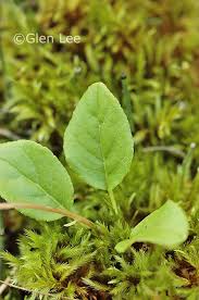 Attēlu rezultāti vaicājumam “Orthilia secunda leaf”