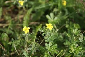Attēlu rezultāti vaicājumam “Potentilla argentea flower”