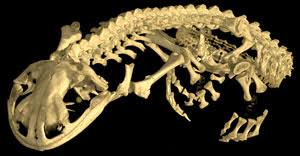 Attēlu rezultāti vaicājumam “Diderma tigrinum stalked”