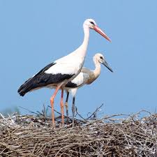 Attēlu rezultāti vaicājumam “Ciconia ciconia”