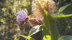 Attēlu rezultāti vaicājumam “Centaurea phrygia bud”