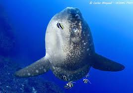 Image result for Mola mola