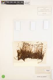 Attēlu rezultāti vaicājumam “Polytrichastrum longisetum”