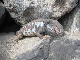 Image result for Reading Bsac