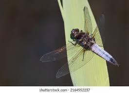 Attēlu rezultāti vaicājumam “Libellula fulva male”