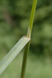 Attēlu rezultāti vaicājumam “Helictotrichon pratense leaf”