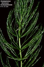 Attēlu rezultāti vaicājumam “Ceratophyllaceae”