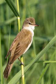 Attēlu rezultāti vaicājumam “Acrocephalus arundinaceus”