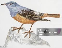 Image result for Monticola saxatilis