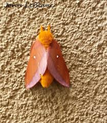 Attēlu rezultāti vaicājumam “Colostygia pectinataria female”
