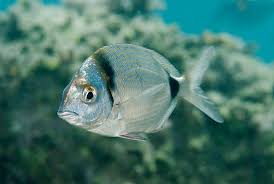 Image result for Siganus rivulatus