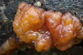 Attēlu rezultāti vaicājumam “Exidia cartilaginea”