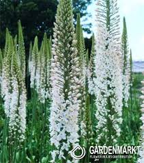 Image result for Steppenkerze