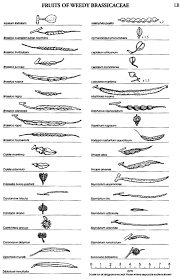 Attēlu rezultāti vaicājumam “Brassica napus fruit”