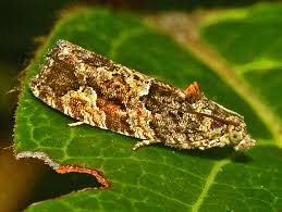 Attēlu rezultāti vaicājumam “Tortricidae”