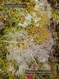 Attēlu rezultāti vaicājumam “Cladonia ciliata”