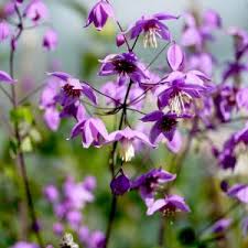 Attēlu rezultāti vaicājumam “Thalictrum lucidum flower”