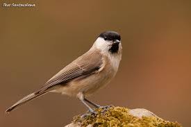 Attēlu rezultāti vaicājumam “Poecile palustris”