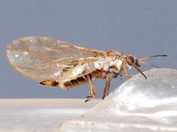 Attēlu rezultāti vaicājumam “Trioza dispar”