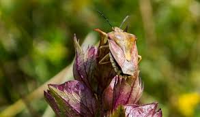Attēlu rezultāti vaicājumam “Carpocoris purpureipennis”