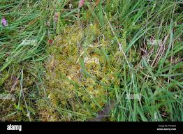 Attēlu rezultāti vaicājumam “Sphagnum fallax”