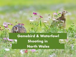 Image result for Porthmadog shooting range