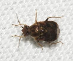 Attēlu rezultāti vaicājumam “Collaria sp.”