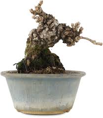 Image result for parthenocissus bonsai