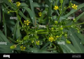 Attēlu rezultāti vaicājumam “Ranunculus sceleratus fruit”