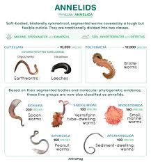 Attēlu rezultāti vaicājumam “Annelides”