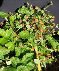 Attēlu rezultāti vaicājumam “Fragaria viridis flower”