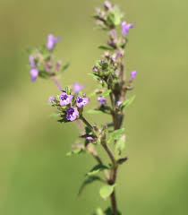 Attēlu rezultāti vaicājumam “Acinos arvensis flower”